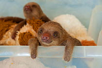 Hoffmann's Two-toed Sloth (Choloepus hoffmanni) orphaned baby in rehabilitation program at Aviarios Sloth Sanctuary, Costa Rica.