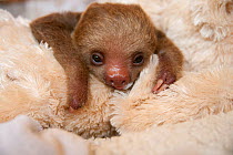 Hoffmann's Two-toed Sloth (Choloepus hoffmanni) orphaned baby with cuddly toy, part of rehabilitation program, Aviarios Sloth Sanctuary, Costa Rica.