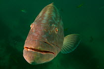 Gulf grouper (Mycteroperca jordani), IUCN Endangered, Cabo Pulmo National Park, Sea of Cortez (Gulf of California), Mexico, July