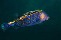 Spotted boxfish (Ostracion meleagris), Cabo Pulmo National Park, Sea of Cortez (Gulf of California), Mexico, July