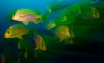 Panamic pork fish (Anisotremus taeniatus), Cabo Pulmo National Park, Sea of Cortez (Gulf of California), Mexico, July