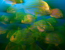 Panamic pork fish (Anisotremus taeniatus), Cabo Pulmo National Park, Sea of Cortez (Gulf of California), Mexico, July