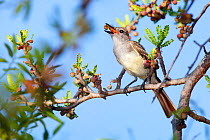 Brown crested flycatcher (Myiarchus tyrannulus) eating fruit, Cabo Pulmo National Park, Sea of Cortez (Gulf of California), Mexico, July