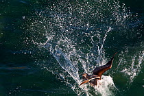 Brown pelican (Pelecanus occidentalis) fishing, Cabo Pulmo National Park, Sea of Cortez (Gulf of California), Mexico, July