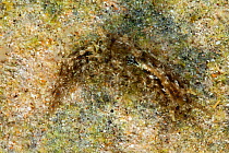 Lined sea hare (Stylocheilus striatus), Cabo Pulmo National Park, Sea of Cortez (Gulf of California), Mexico, July