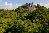 Calakmul, ancient Maya city surrounded by tropical rainforest, Calakmul Biosphere Reserve, Yucatan Peninsula, Mexico, August