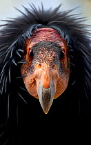 California condor (Gymnogyps californianus), IUCN Critically Endangered, captive.