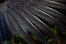 California condor (Gymnogyps californianus) feather detail, IUCN Critically Endangered, captive.