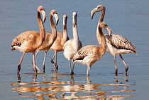 American flamingo (Phoenicopterus ruber) juveniles, Ria Lagartos Biosphere Reserve, Yucatan Peninsula, Mexico, August