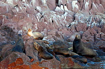 Californian sea lions (Zalophus californianus) in front of guano covered rocks with Magnificent Frigatebirds (Fregata magnificens). Espiritu Santo Island National Park, Sea of Cortez (Gulf of Californ...