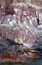 Californian sea lions (Zalophus californianus) in front of guano covered rocks with Magnificent Frigatebirds (Fregata magnificens). Espiritu Santo Island National Park, Sea of Cortez (Gulf of Californ...