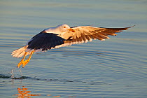 Yellow legged gull (Larus livens) taking off, El Requeson beach, Bahia Concepcion, Sea of Cortez (Gulf of California), Mexico, April