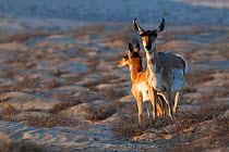 Peninsular pronghorn antelope (Antilocapra americana peninsularis) female and fawn, Peninsular pronghorn recovery project, Vizcaino Biosphere Reserve, Baja California Peninsula, Mexico, April