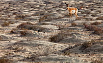Peninsular pronghorn antelope (Antilocapra americana peninsularis), Peninsular pronghorn recovery project, Vizcaino Biosphere Reserve, Baja California Peninsula, Mexico, April
