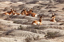 Peninsular pronghorn antelopes (Antilocapra americana peninsularis), Peninsular pronghorn recovery project, Vizcaino Biosphere Reserve, Baja California Peninsula, Mexico, April