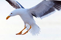 Yellow legged gull (Larus livens) landing, Santispac beach, Bahia Concepcion, Sea of Cortez (Gulf of California), Mexico, May