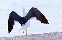 Yellow legged gull (Larus livens), Santispac beach, Bahia Concepcion, Sea of Cortez (Gulf of California), Mexico, May