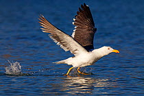 Yellow legged gull (Larus livens) taking off, Santispac beach, Bahia Concepcion, Sea of Cortez (Gulf of California), Mexico, May