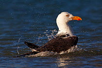 Yellow legged gull (Larus livens) bathing, Santispac beach, Bahia Concepcion, Sea of Cortez (Gulf of California), Mexico, May
