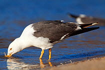 Yellow legged gull (Larus livens) drinking water, Santispac beach, Bahia Concepcion, Sea of Cortez (Gulf of California), Mexico, May