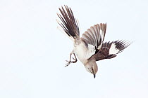 Northern mockingbird (Mimus polyglottos) in courtship display, San Quintin, Baja California Peninsula, Mexico,