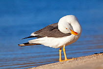 Yellow legged gull (Larus livens) preening, Santispac beach, Bahia Concepcion, Sea of Cortez (Gulf of California), Mexico, May