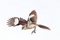 Northern mockingbird (Mimus polyglottos) in courtship display, San Quintin, Baja California Peninsula, Mexico,