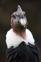 Andean condor (Vultur gryphus), IUCN Near Threatened, captive.