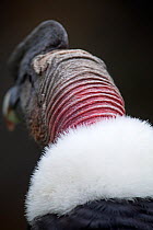 Andean condor (Vultur gryphus), IUCN Near Threatened, captive.