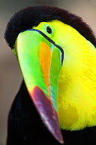 Keel billed toucan (Ramphastos sulfuratus), captive.