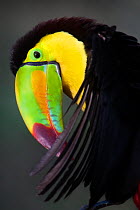 Keel billed toucan (Ramphastos sulfuratus) preening, captive.