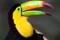 Keel billed toucan (Ramphastos sulfuratus), captive.
