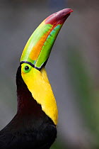 Keel billed toucan (Ramphastos sulfuratus) calling, captive.