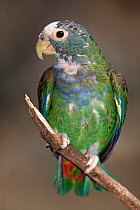 White crowned parrot (Pionus senilis), captive.
