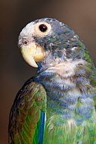 White crowned parrot (Pionus senilis), captive.