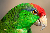 Red crowned amazon parrot (Amazona viridigenalis), IUCN Endangered, captive.