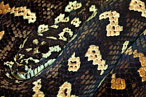 Western Australian carpet python (Morelia spilota), captive.