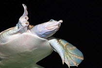 Spiny softshell turtle (Apalone spinifera), captive