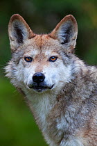 Mexican wolf (Canis lupus baileyi), Mexican subspecies, probably extinct in the wild, captive.
