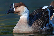 Swan goose (Anser cygnoides), IUCN Vulnerable, captive.