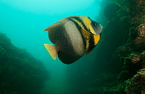 Cortez angelfish (Pomacanthus zonipectus), Cabo Pulmo National Park, Sea of Cortez (Gulf of California), Mexico, July