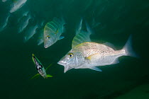 Graybar grunt (Haemulon sexfasciatum) asking Barberfish (Johnrandallia nigrirostris) which act as cleaner fish, Cabo Pulmo National Park, Sea of Cortez (Gulf of California), Mexico, July