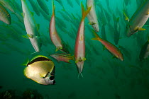 Mexican goatfish (Mulloidichthys dentatus) with Barberfish (Johnrandallia nigrirostris) which act as cleaner fish, Cabo Pulmo National Park, Sea of Cortez (Gulf of California), Mexico, July