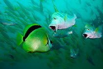 Graybar grunt (Haemulon sexfasciatum) with Barberfish (Johnrandallia nigrirostris) for cleanup, Cabo Pulmo National Park, Sea of Cortez (Gulf of California), Mexico, July