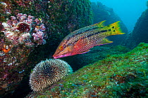 Mexican hogfish (Bodianus diplotaenia) juvenile and White sea urchin (Tripneustes depressus), Cabo Pulmo National Park, Sea of Cortez (Gulf of California), Mexico, July