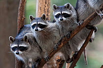 Northern raccoon (Procyon lotor), group standing on branch, captive.