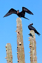 Magnificent frigatebird (Fregata magnificens) on top of cardon cactus (Pachycereus pringlei), El Requeson beach, Bahia Concepcion, Sea of Cortez (Gulf of California), Mexico, April
