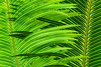 Rain spattered inter-locking palm leaves create a design of pattern and colour in the tropical rainforest. Osa Peninsula, Costa Rica