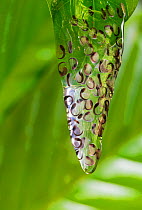 Glass frog (Centrolenidae) clear egg case with tadpoles encased above Costa Rican tropical rainforest stream in the Osa Peninsula. Costa Rica