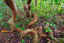 Rainforest floor with tangle of vines and butressed trees competing for light. Osa Peninsula, Costa Rica